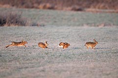 Feldhasen - Zum Vergroessern klicken!